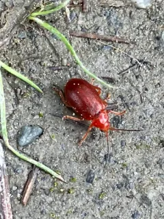 Cherry leaf beetle thumbnail 2
