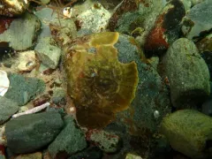 Peyssonnelia rosenvingei thumbnail 2