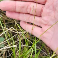 threeseeded sedge thumbnail 3