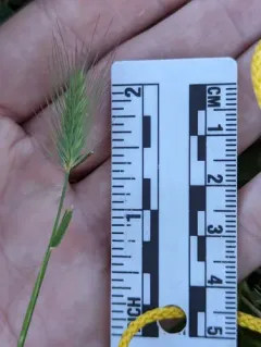 salt barley thumbnail 2