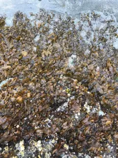 Sand-scoured False Kelp thumbnail 3