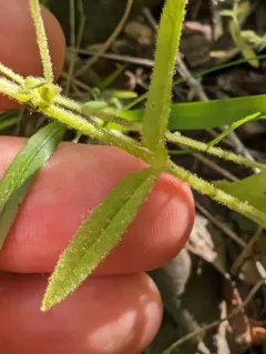nodding chickweed thumbnail 4