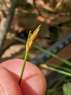 Bashful Bulrush thumbnail 4