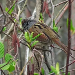 Swamp Sparrow thumbnail 3