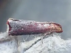 Inimical Borer Moth thumbnail 2