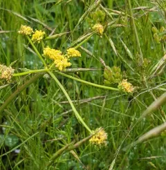 Bradshaw's desert-parsley thumbnail 4