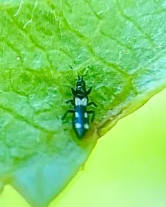 Aeolothrips melaleucus thumbnail 3