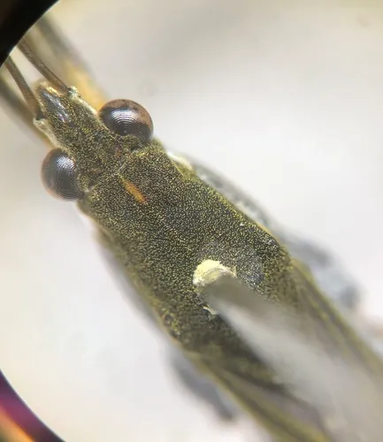 Gerris incurvatus