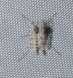 Thienemannimyia barberi thumbnail 2