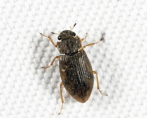 Helophorus orientalis