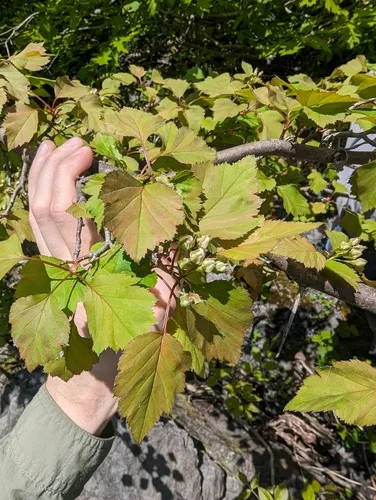 Smooth Hawthorn