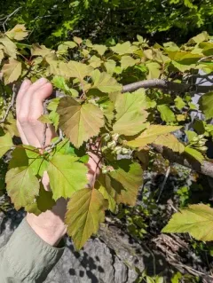 Smooth Hawthorn thumbnail 1
