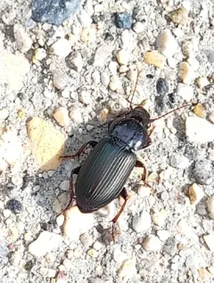 Harpalus amputatus thumbnail 3