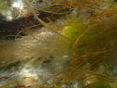 Slippery Tangle Weed