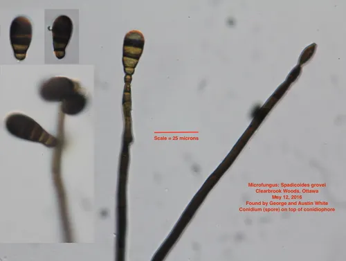 Spadicoides fuscolutea