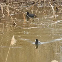 American Coot thumbnail 3