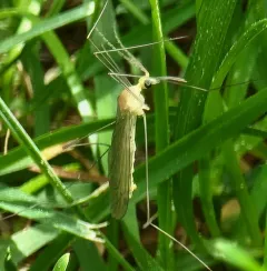 Nephrotoma eucera thumbnail 2