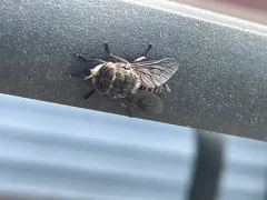 Broad-headed Horse Fly thumbnail 2
