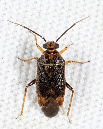 Tropidosteptes rufusculus