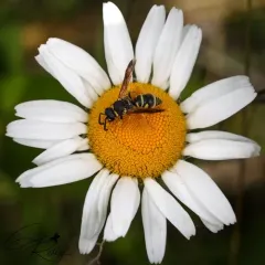 Parancistrocerus leionotus thumbnail 4