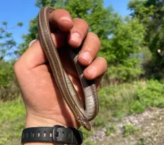 Short-headed Garter Snake thumbnail 4