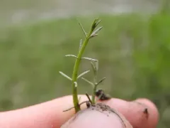 Ussurian water-milfoil thumbnail 2