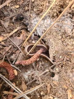 Yosemite Millipede thumbnail 2