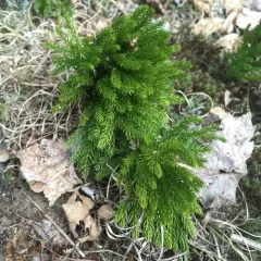 Hickey's tree-clubmoss thumbnail 2
