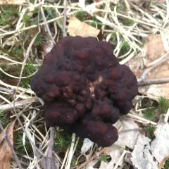 False Morel thumbnail 1