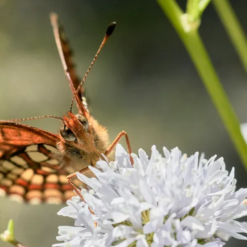 Northern Checkerspot