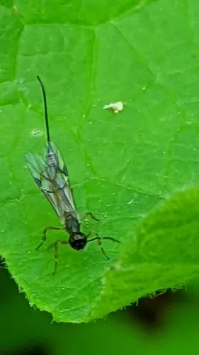 Xorides peniculus