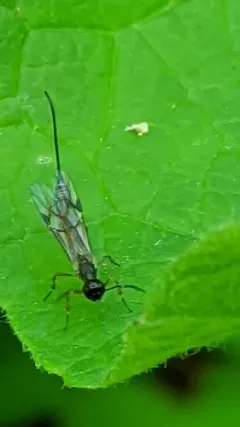 Xorides peniculus thumbnail 1