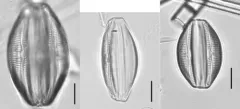 Amphora copulata thumbnail 4