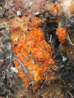 Byssonectria terrestris thumbnail 2