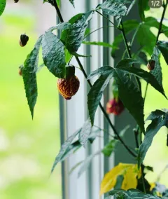 Redvein Abutilon thumbnail 4
