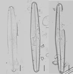 Navicula oblonga thumbnail 3