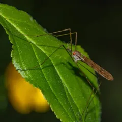 Pseudolimnophila luteipennis thumbnail 3