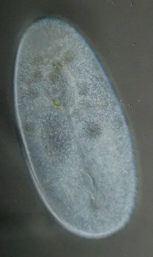 Frontonia leucas