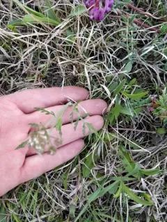 Oriental Desert-parsley thumbnail 4