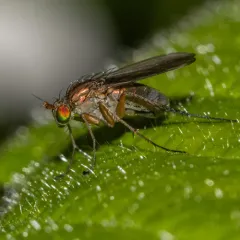 Dolichopus bifractus thumbnail 3