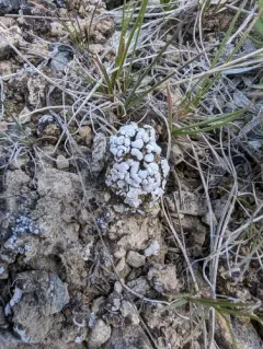 Cerebral Fishscale Lichen thumbnail 3