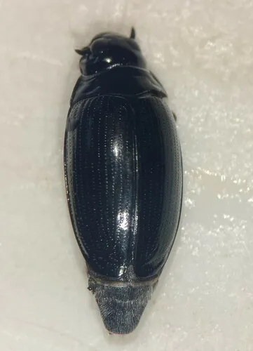 Gyrinus maculiventris