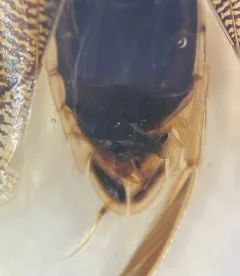 Sigara decoratella thumbnail 3