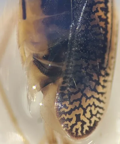 Trichocorixa borealis