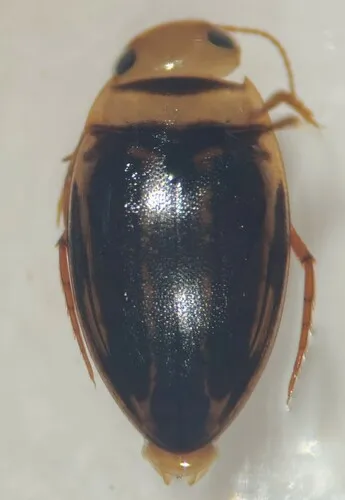 Neoporus vittatus