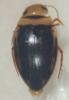Neoporus vittatus thumbnail 1
