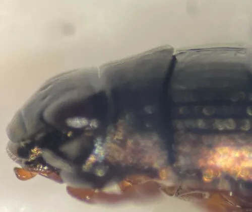 Gyrinus minutus