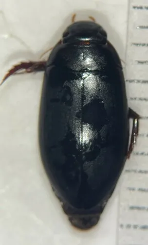 Nartus sinuatus