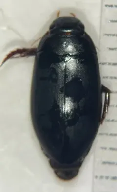 Nartus sinuatus thumbnail 1