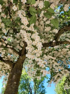 Japanese snowbell thumbnail 2